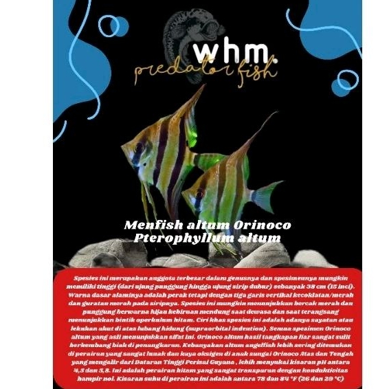Menfish Altum Orinoco 8-9 cm import(cb vietnam)( Mainan Ikan)
