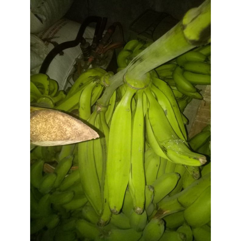 

pisang Tanduk madu