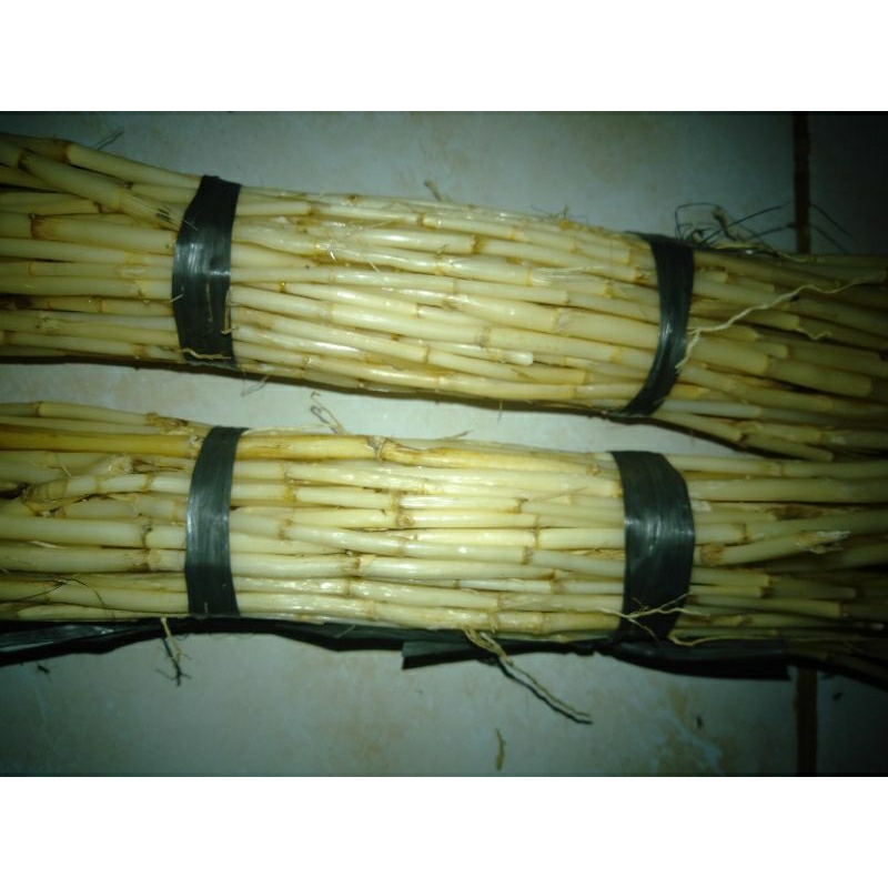 

Akar Alang Ilalang segar ikat