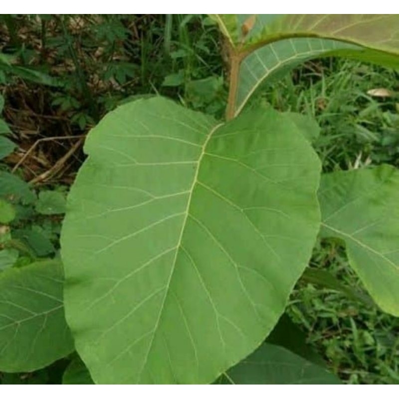 

DAUN JATI SEGAR 1 IKAT