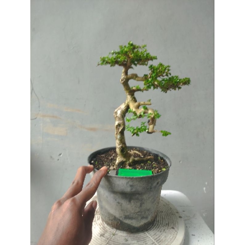 bonsai sancang bunjin real pict