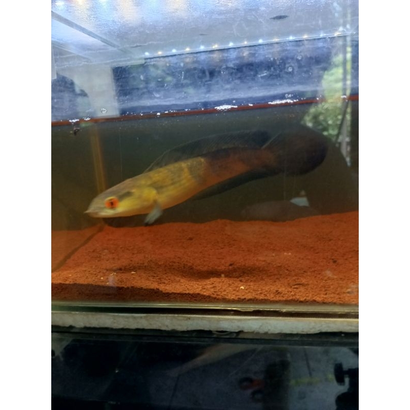 Channa Red barito  UK 5-8CM Simet Grade A+