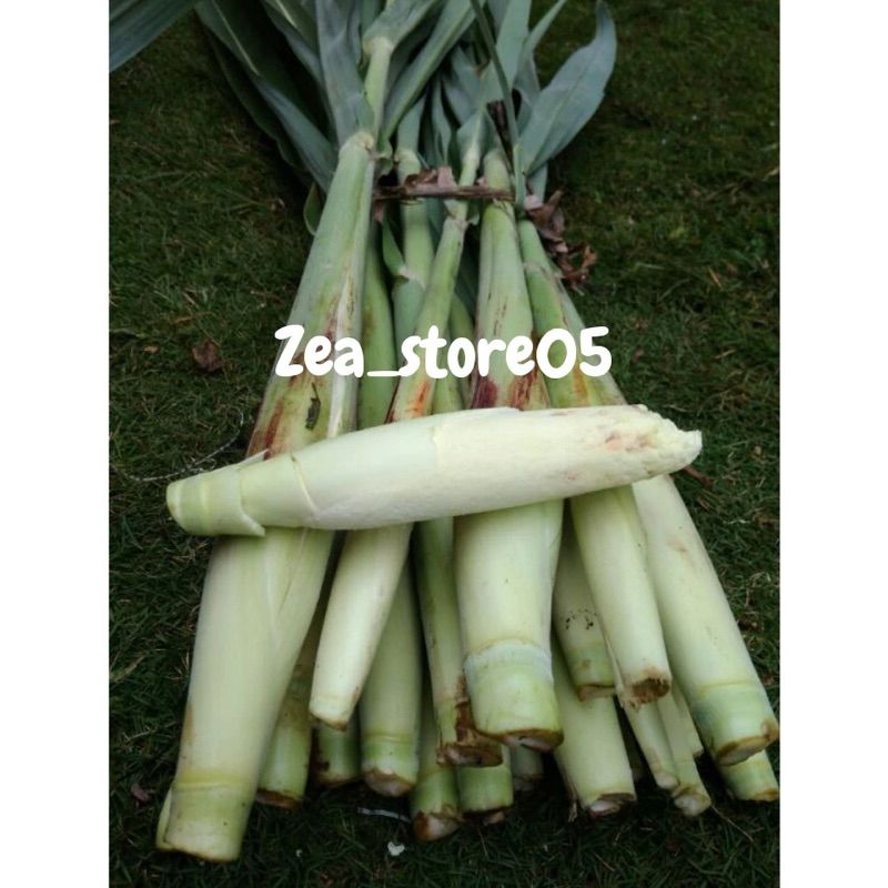 

sayuran turubuk segar 1kg