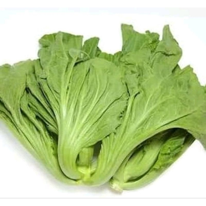 

SAYUR SAWI PAHIT 500G / JAMIN SEGAR