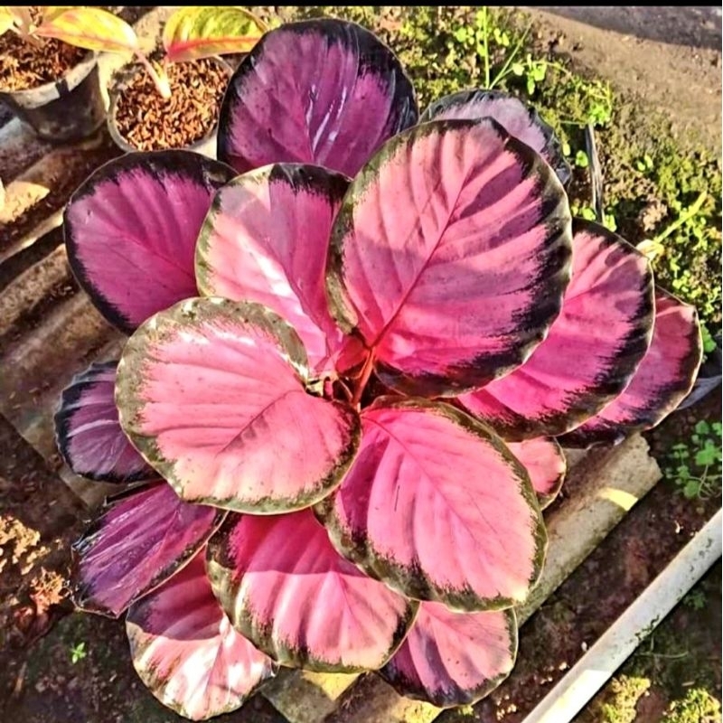 Tanaman Hias Calathea Crimson 5-10 daun besar/ Kalatea Krimson Bukan Bonggol bibit import rawatan mu