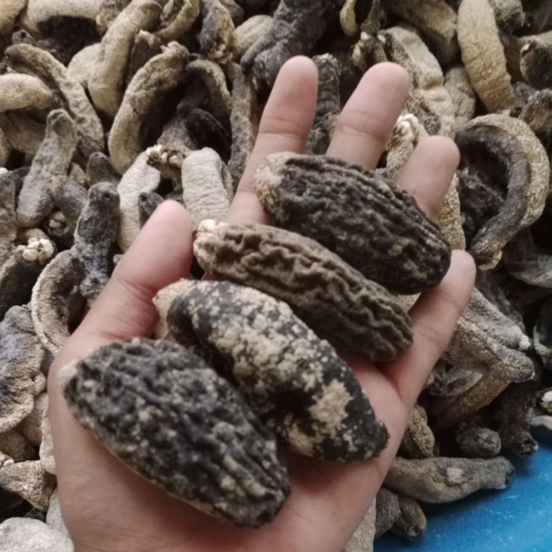 

Thutsem/teripang kapuk/chinese/hoisem/haisim kering/Teripang kering/haisom