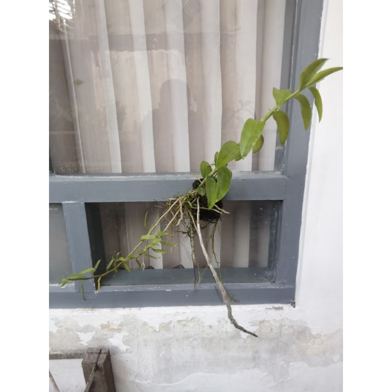 Dendrobium anosmum Gigantea BONGSOR JUMBO