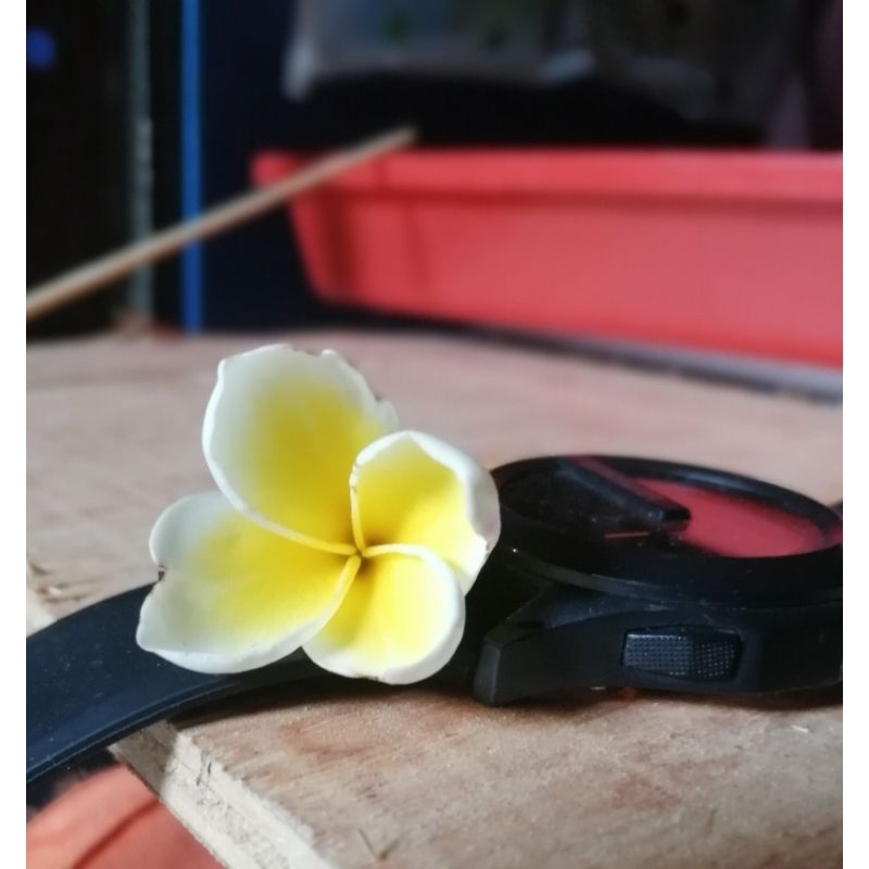 nature. bunga kamboja kelopak 4 dan kepompong emas