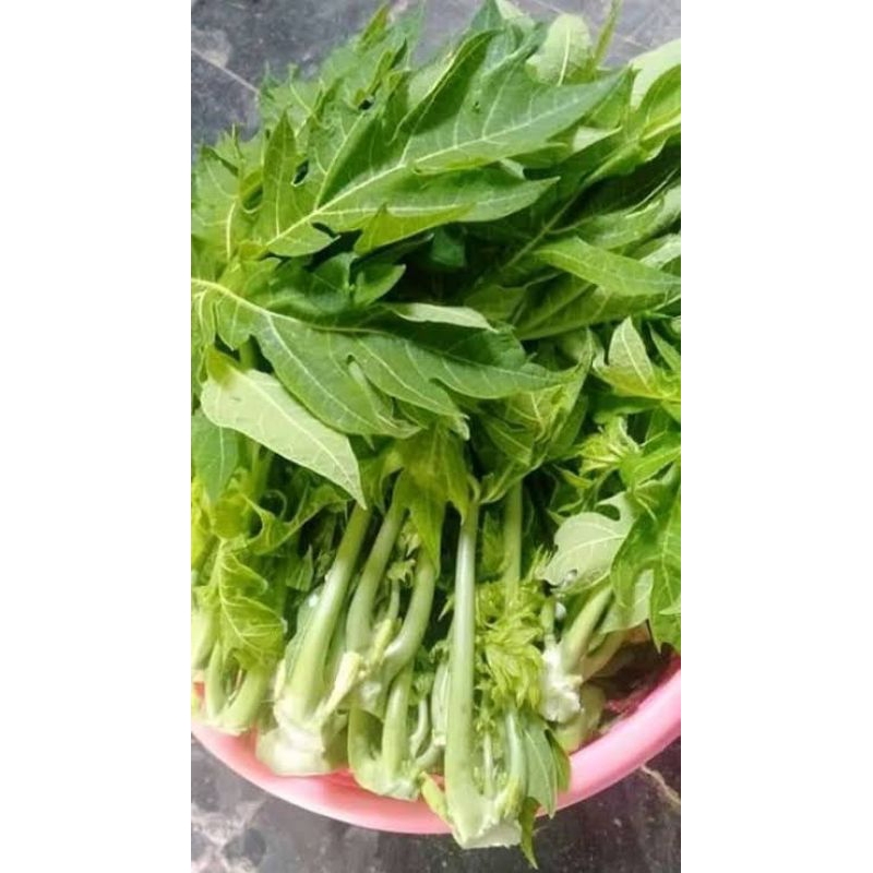 

Daun Pucuk Pepaya [Per Pak] Ikat Lalab Fress