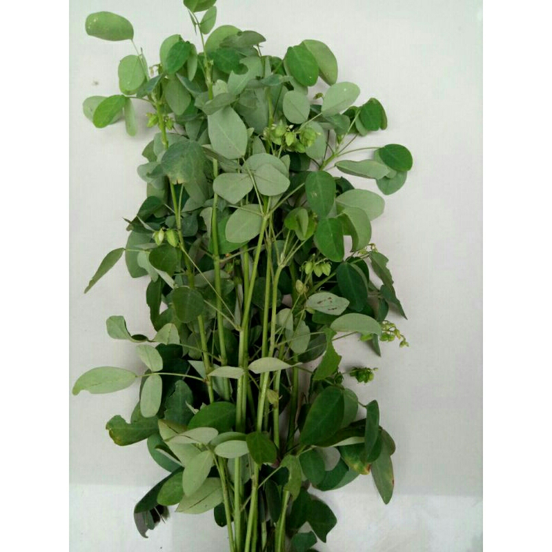 

Blimbing tanah segar Oxalis barrelieri 250g herbal