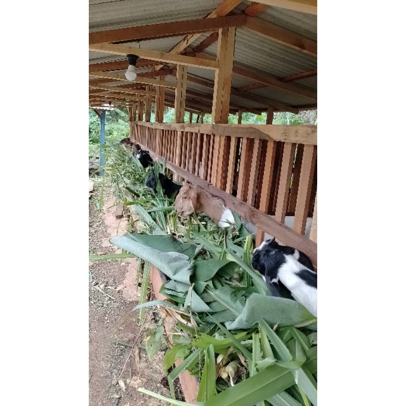 

kambing jawa randu betina/BABON/betina siap kawin
