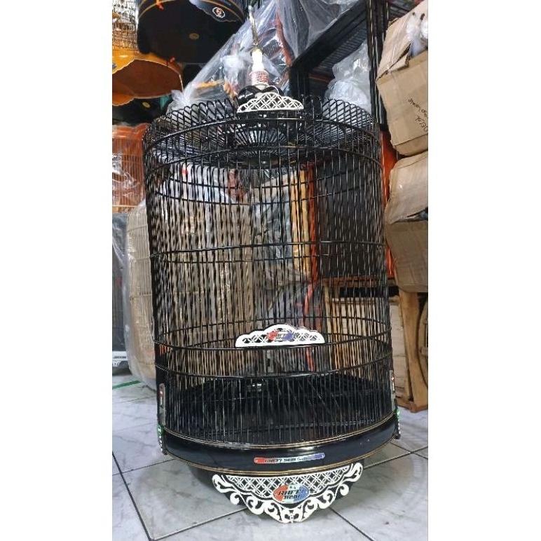 KANDANG MURAI RAFI JAYA AKLIRIK