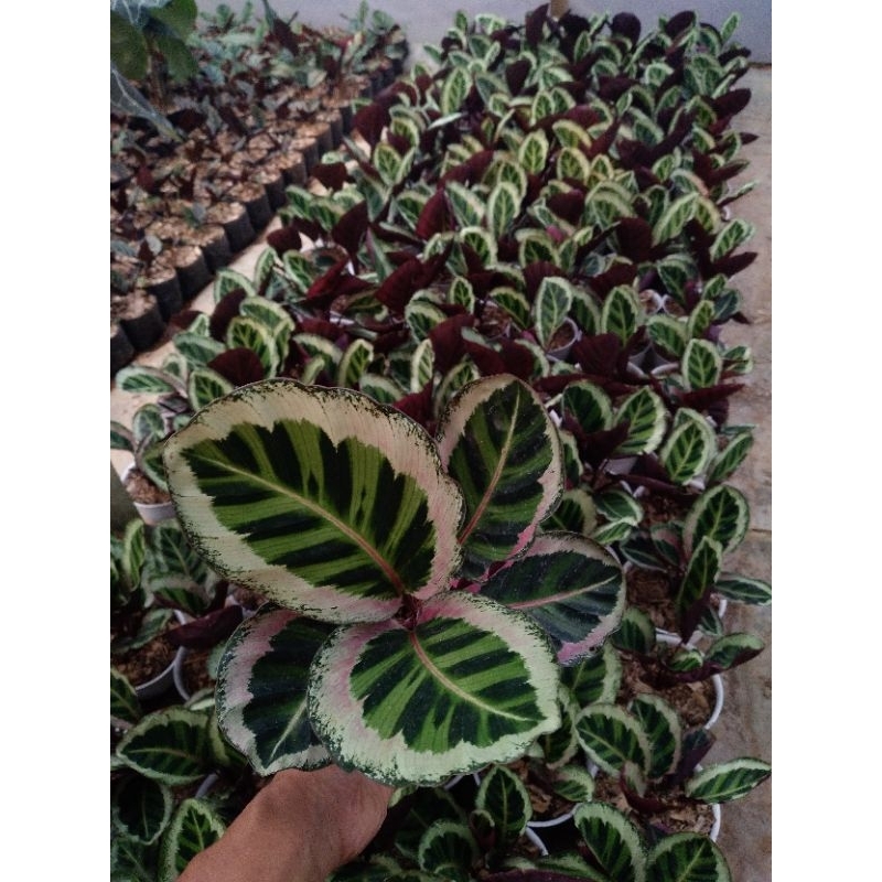 calathea angela