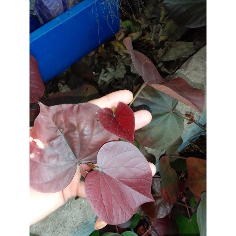 BIBIT BAHAN BONSAI WARU DAUN MERAH