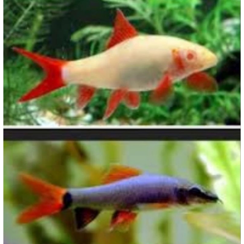 ikan hias alga Eater redfin shark albino red Fin shark black hitam ikan hias aquarium aquascape