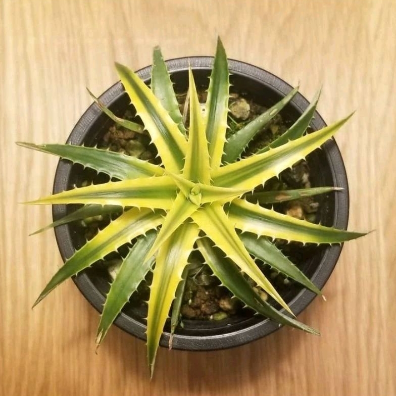 Dyckia pallaphat medium size