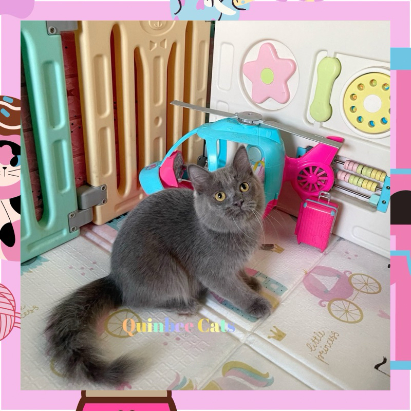 kucing Persia Jantan Blue Solid / Abu