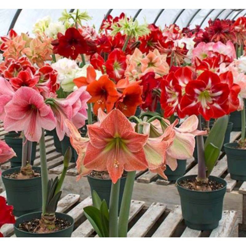 Warna Warni Bunga Bakung Amarilis