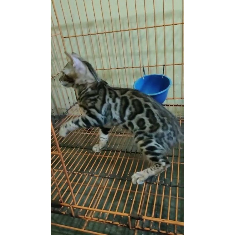 kucing bengal