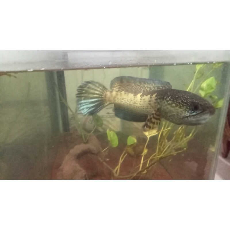 Channa auranti mangap mangap asli dari india BIASAKAN BACA DESKRIPSI