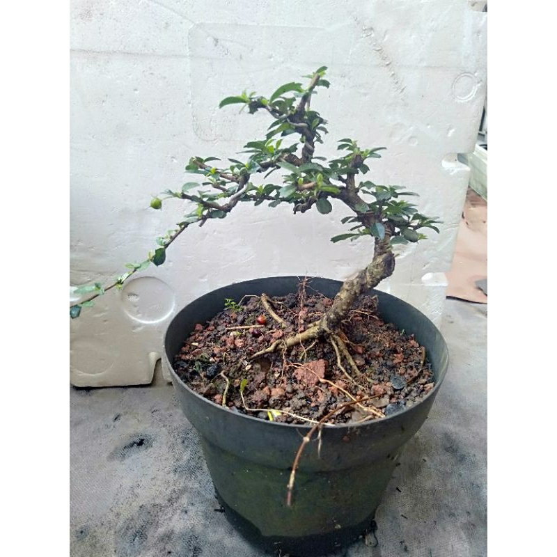 Bonsai hokianti
