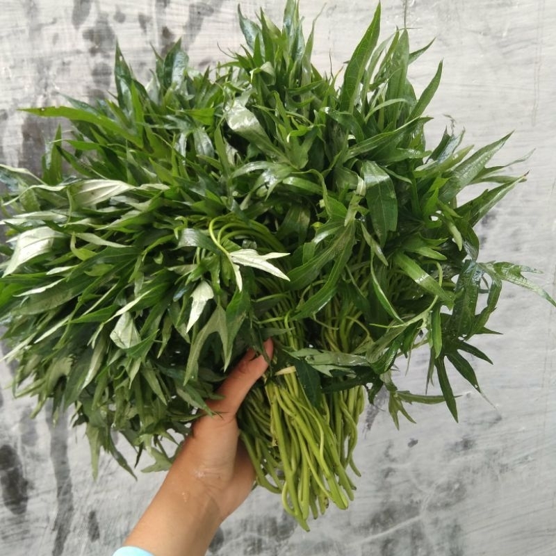 1 IKAT (20X) DAUN UBI JALAR /sayur / stek bibit