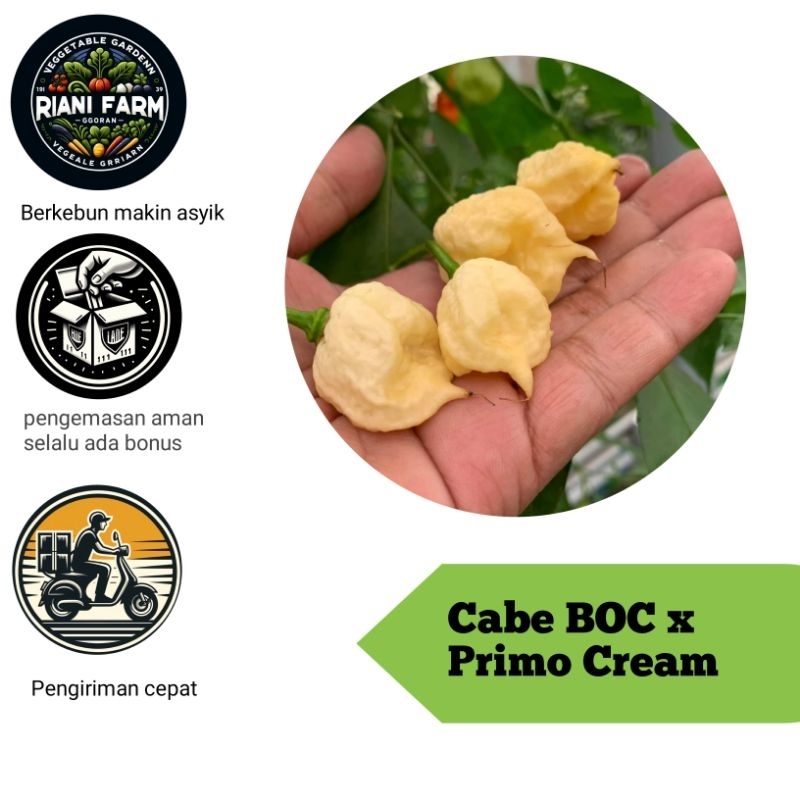 

Cabe BOC Primo Cream