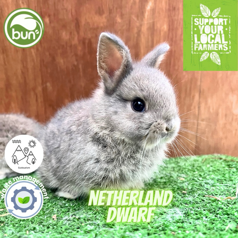 Kelinci ND nederlan mini kurcaci dwarf abu samar coklat