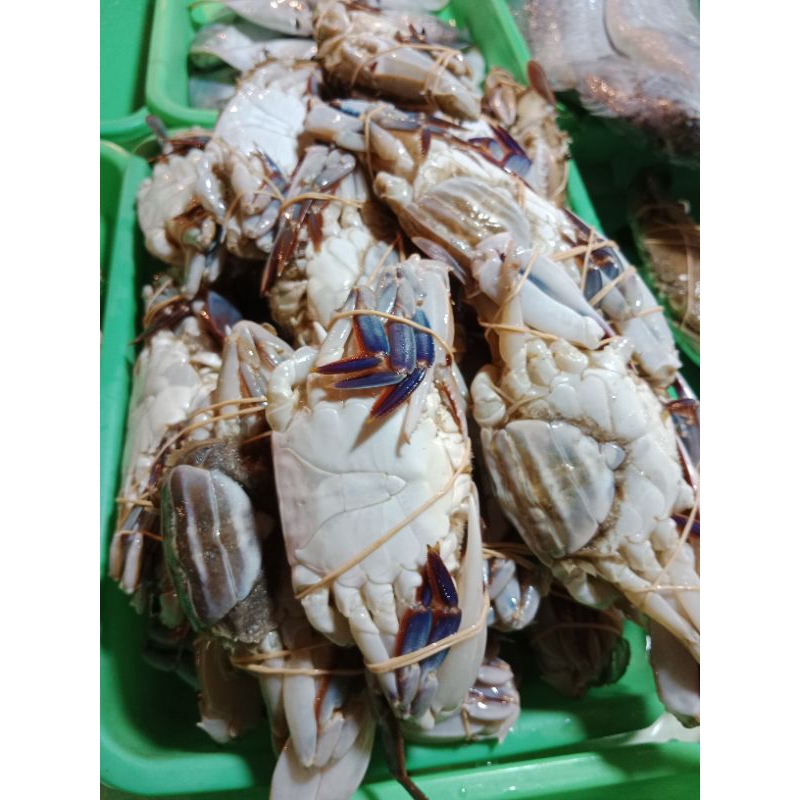 

rajugan tutul fres segaer gaes ukuran 1kg isi 6/7/8 per kg ya kak