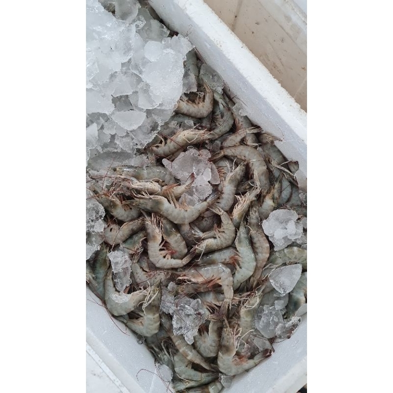 

Udang Vaname Fresh Size 60-70