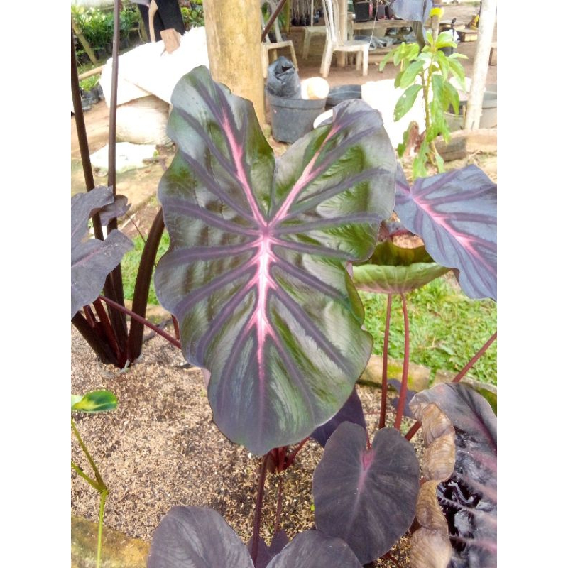 colocasia hybrid the king anakan