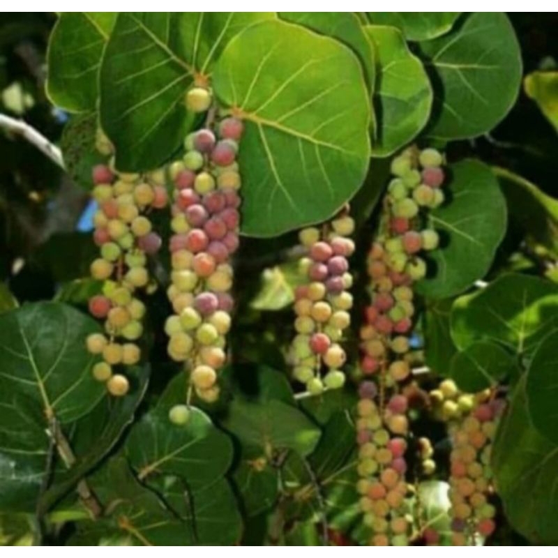 cangkok batang besar anggur laut ( cocoloba)