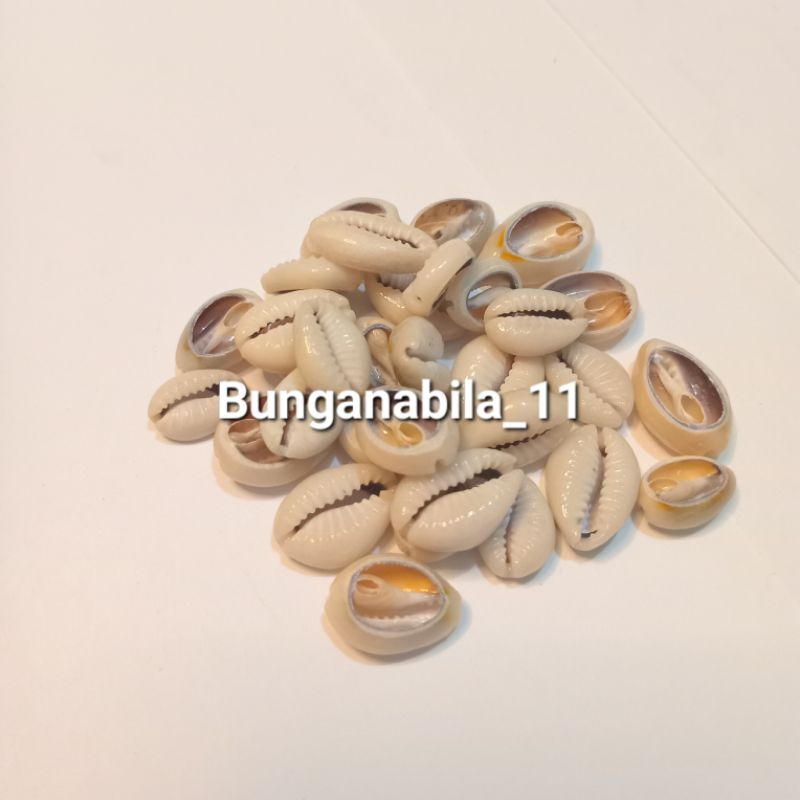 Kerang 100gr Bahan Kerajinan Kerang Hiasan