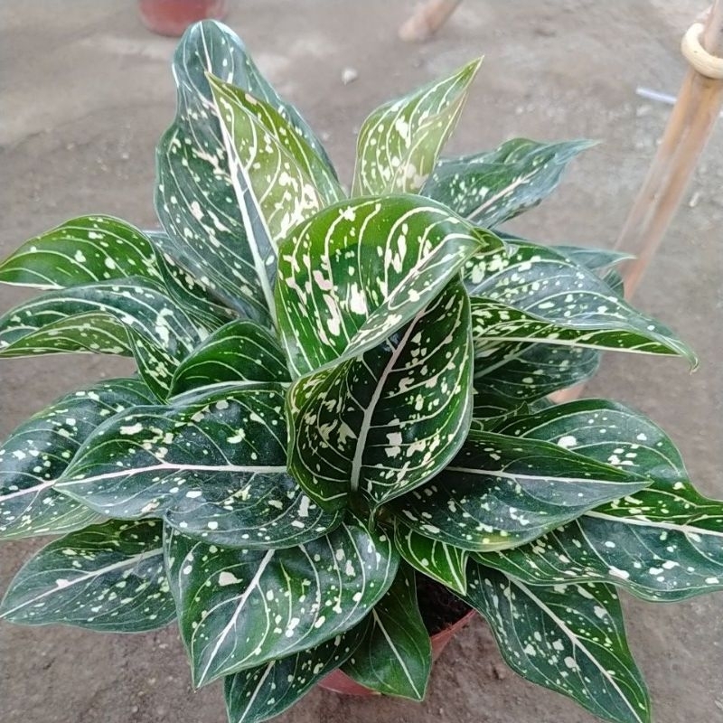Aglonema Siti Nurhaliza/Aglonema rumpun siti nurhaliza