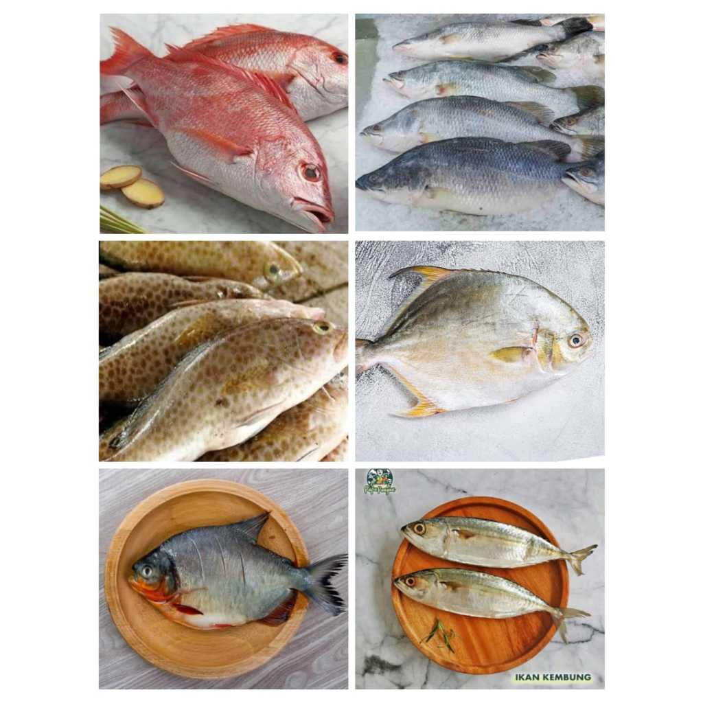 

Ikan Laut Segar Ikan Kerapu | Ikan Kembung | Ikan Kuwe | Ikan Kakap Merah | Ikan Kakap Putih | Ikan Bawal Hitam