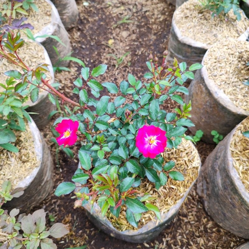 Adelonz Mawar Baby Rose Merah Fanta