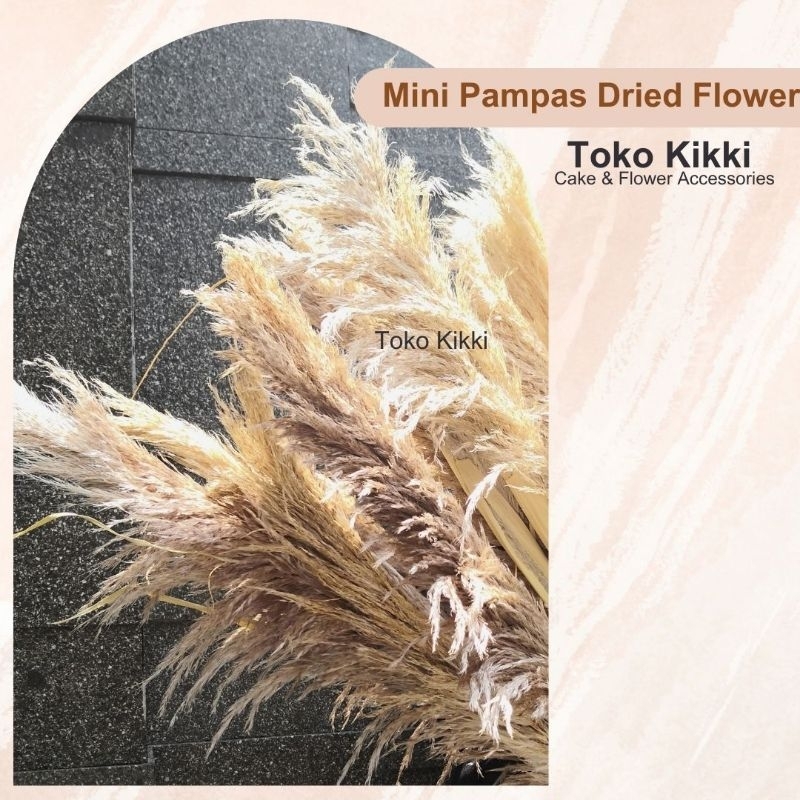 Mini Pampas Bunga Kering Dried Flower Bulu Pampas
