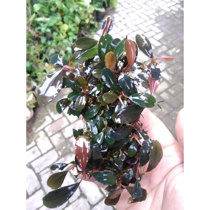 Bucephalandra medium browni