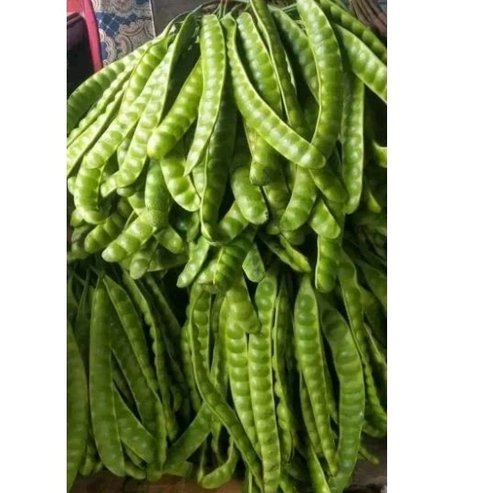 

Pete fresh,Pete murah,Pete wonosalam,Petetua,petesedang,petemurah,petesegar