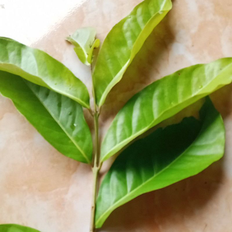 

daun salam segar harga per 25 lbr langsung petik dari pohonya