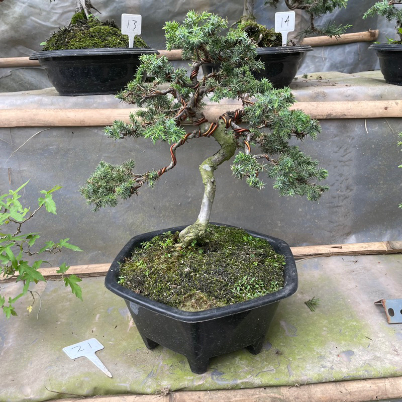 Bonsai cemara duri spesial