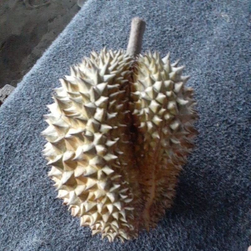 

durian lokal asli jember