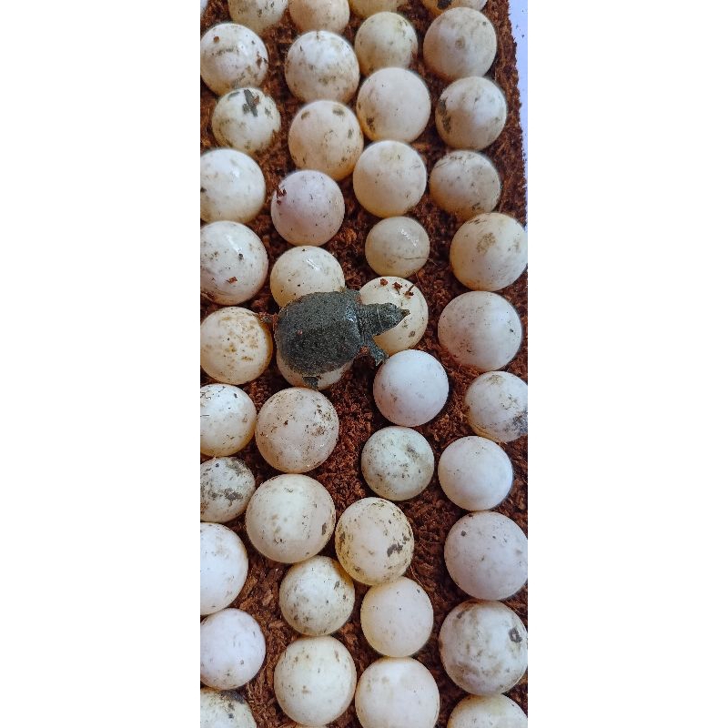 

telur empas labi labi bergaransi