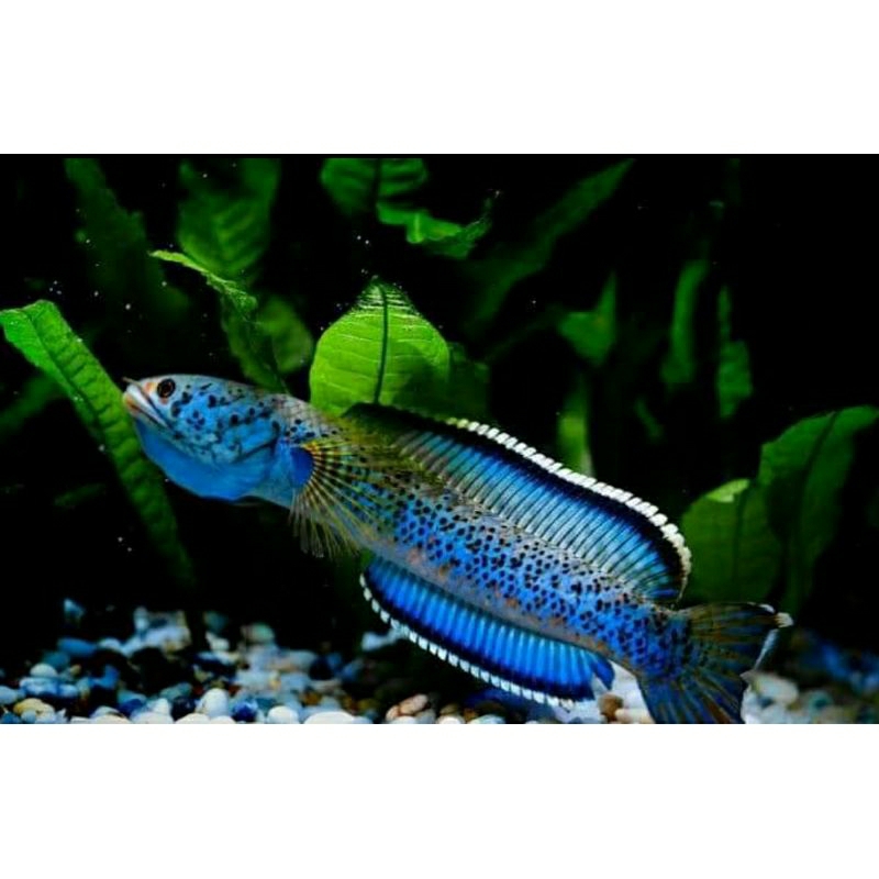 

Channa Pardallis