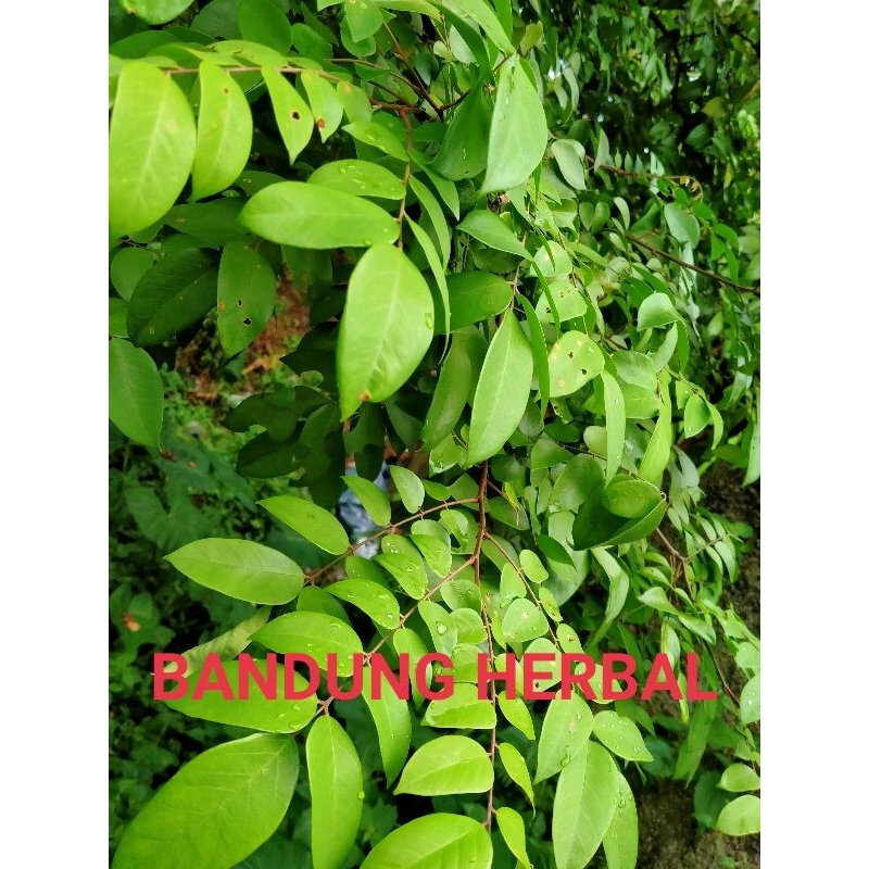 

daun belimbing manis segar obat herbal 250grm Langsung petik