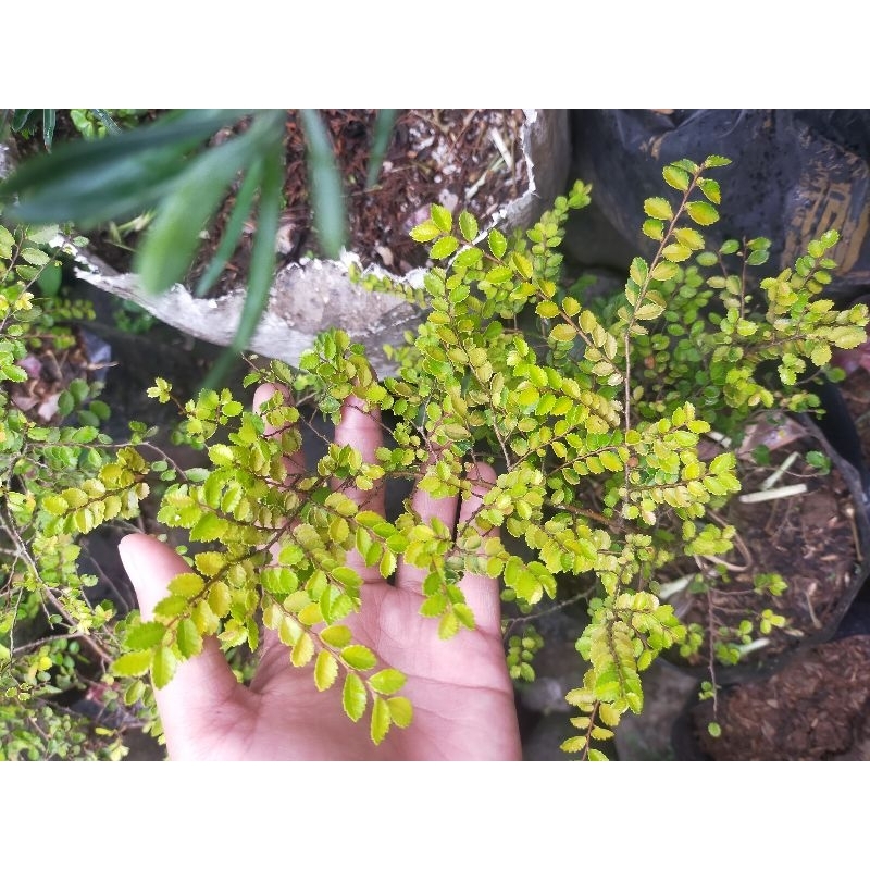 Ulmus Golden Micro/ Golden Elm