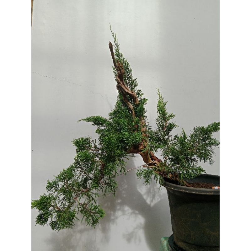 Bonsai Cemara Sinesis | Bonsai Tanuki Cemara Sinesis