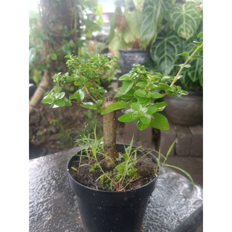 tanaman bibit bonsai