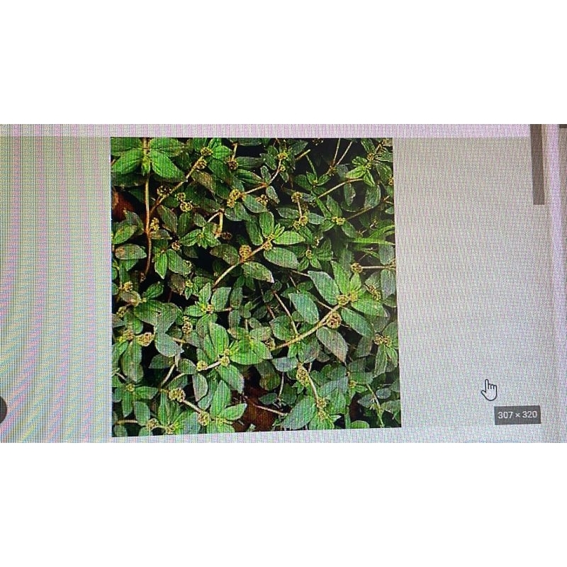 

DAUN TAPAK KEBO 250G