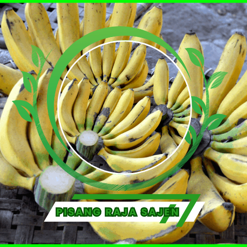 Bibit tanaman pisang raja sajen